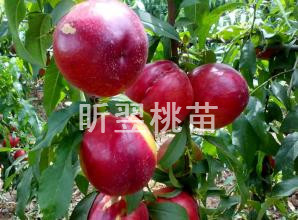 【贊！】‘’全紅蜜桃苗供應(yīng)‘’基地供應(yīng)【貴州全紅蜜桃樹苗】、【全紅蜜桃樹苗批發(fā)】就選青州昕翌