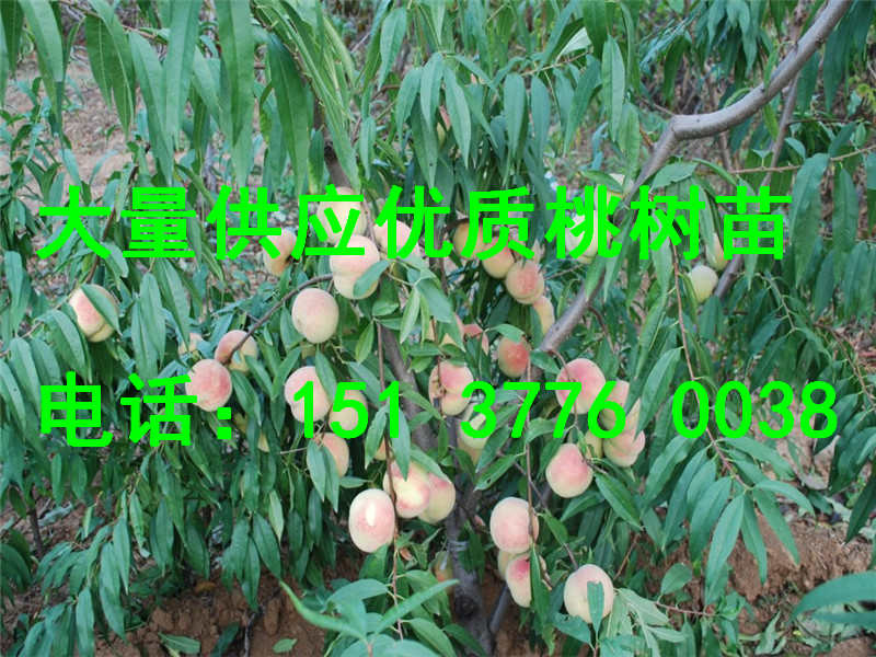 產(chǎn)量好的供應(yīng)優(yōu)質(zhì)桃樹苗桃樹苗價(jià)格桃樹苗行情——口碑好的桃樹苗優(yōu)選眾苑苗木