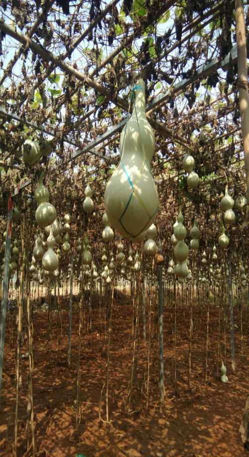 泰國花旗蓮藕種子_泰國花旗蓮藕種植技術