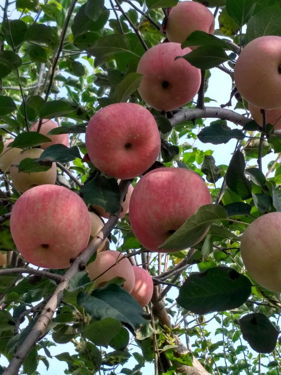 現(xiàn)摘新鮮陜西禮泉紅富士香甜薄皮多汁原始圖片2