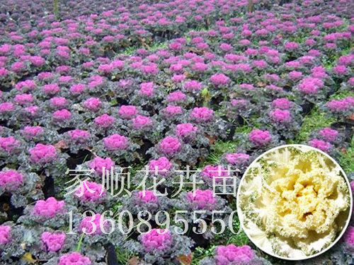 洪荒之力~~~【紅葉甜菜基地】【紅葉甜菜種植基地】家順花卉