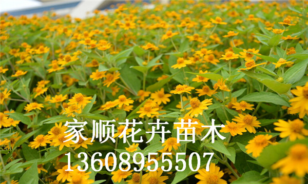 洪荒之力~~~【紅葉甜菜基地】【紅葉甜菜種植基地】家順花卉