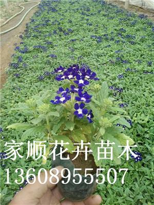 一言不合就特惠！芝櫻小苗批發(fā)//芝櫻苗基地【家順花卉苗木】