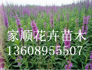 【度娘告訴你】千屈菜價格【千屈菜小苗價格】家順花卉