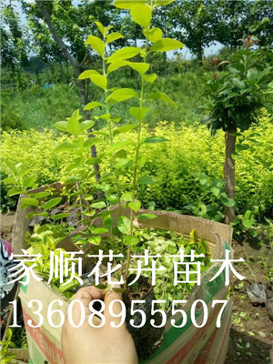 【金葉女貞種植基地】【金葉女貞小苗批發(fā)基地】家順花卉苗木