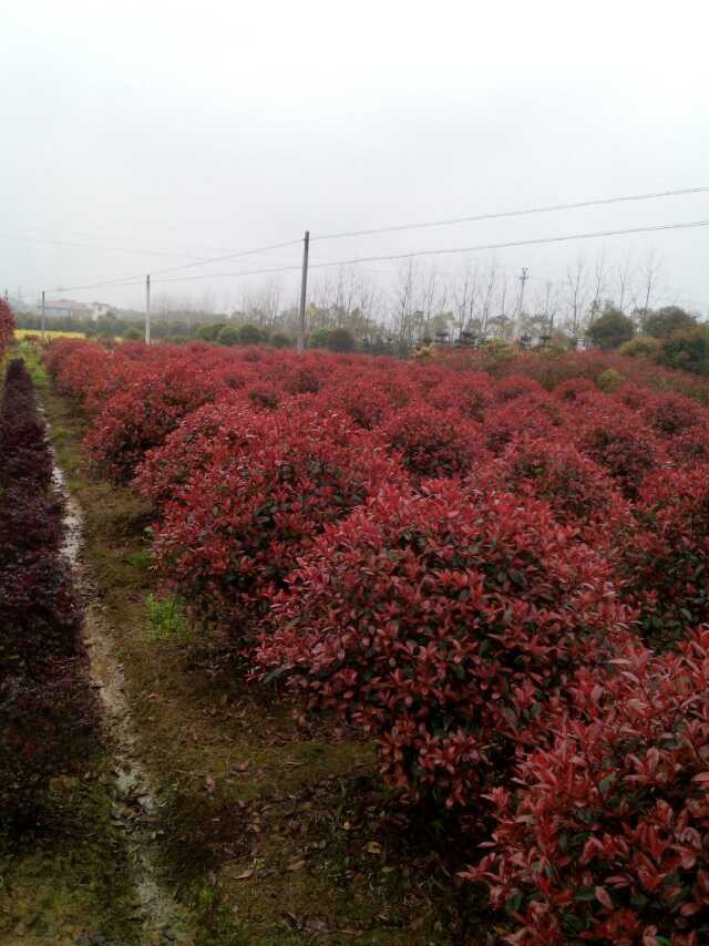 哪里能買到好的供應(yīng)湖南桂花 |1公分桂花價格