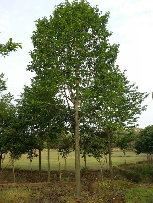 8公分樂(lè)昌含笑種植移栽價(jià)格 楠洲園林景觀不二選：1公分樂(lè)昌含笑價(jià)格