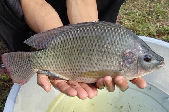 “海南壹號”羅非魚苗