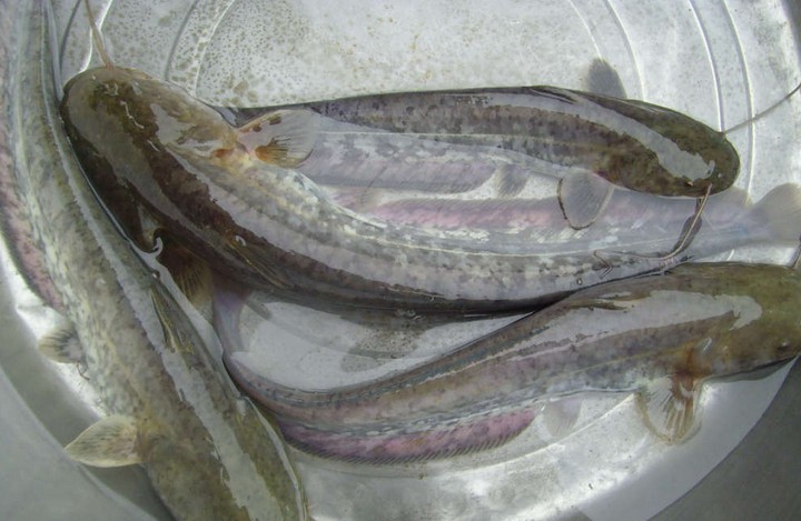 黃骨魚苗