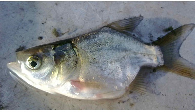 革胡子鯰魚苗