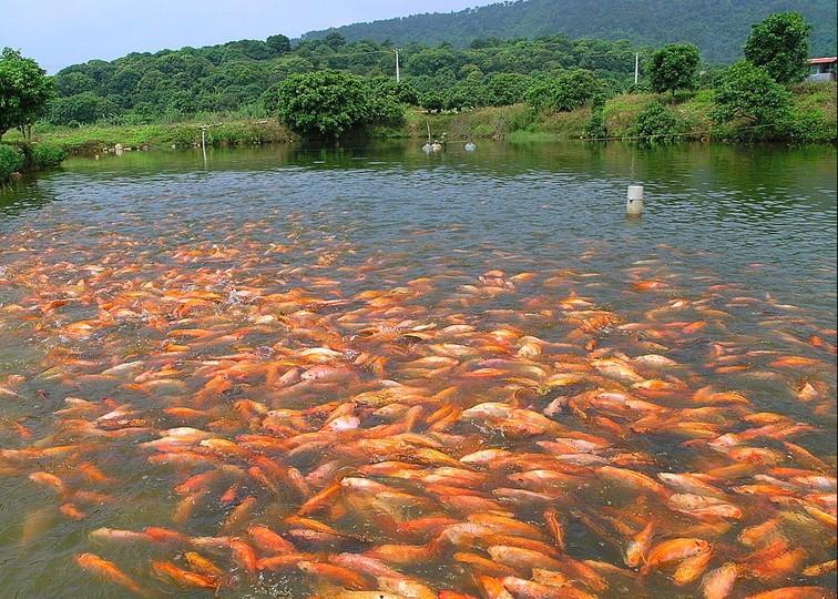 紅羅非魚苗_紅羅非魚苗報價_紅羅非苗報價【明輝水產(chǎn)】