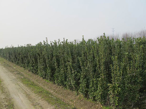 【北海道杯苗】{基地#價格}@【哪里有北海道杯苗？】==天卓