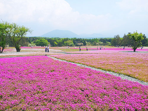 {青州}【花海用苗】{价格//基地}哪里有花海用苗？【选择天卓，选择品质！】