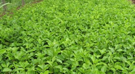 哪里有豐花月季？【天卓就有！】青州豐花月季//豐花月季基地
