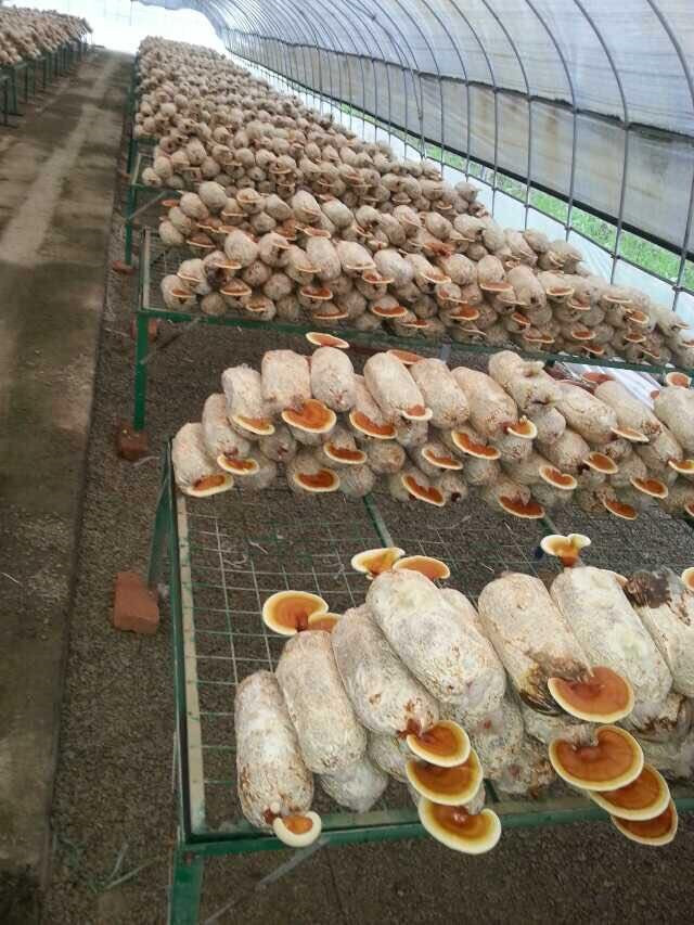 批發(fā)零售泰山赤靈芝原始圖片2