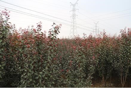 3cm-6cm紅葉李出售-山東紅葉李出售