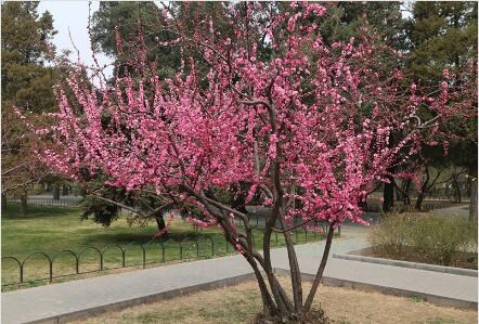 3cm-6cm紅葉李緊急處理-山東紅葉李出售