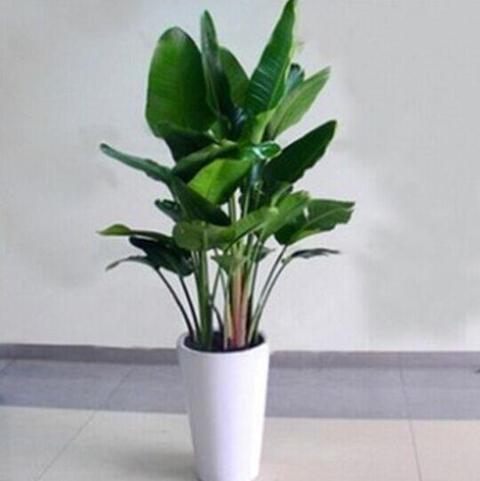 綿陽辦公室植物租賃_超值的辦公室植物租賃找美匯園藝