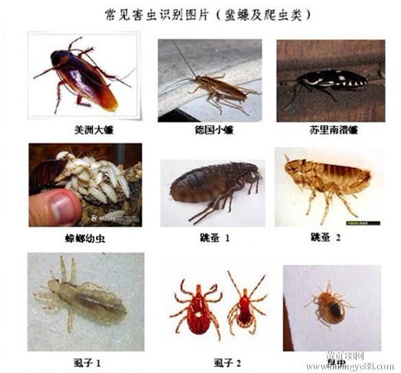 深圳周邊果園煙霧殺蟲，深圳荔枝園除害蟲，深圳殺蟲公司