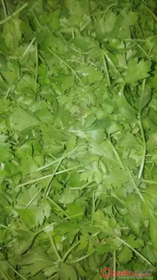 常年大量供應(yīng)冰草、田七、橄欖葉、三葉香，秋葵、石香菜等多種稀有蔬菜