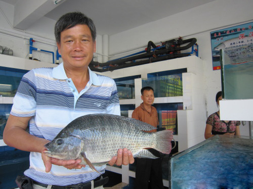 想買好的長壽牌ss羅非魚就到大興羅非魚 ：大興羅非魚