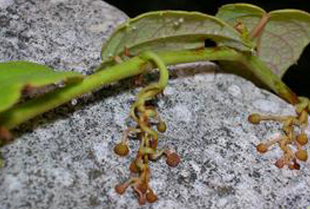 爬山虎绿化苗木基地/小郑爬山虎绿化苗