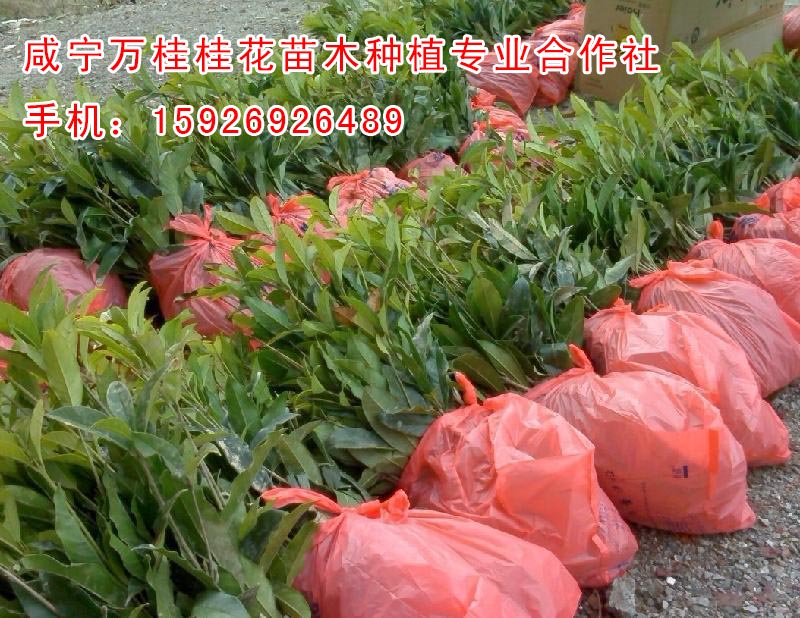 桂花樹苗1年生供應商15926926489