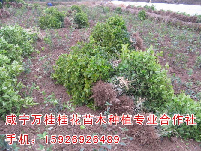 上海8公分桂花供應商【萬桂桂花】