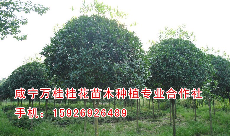 湖南桂花苗種植基地15926926489