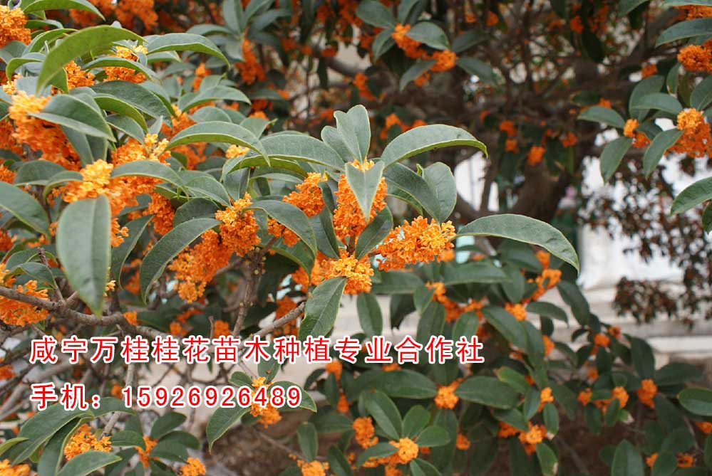 江西8公分桂花基地15926926489