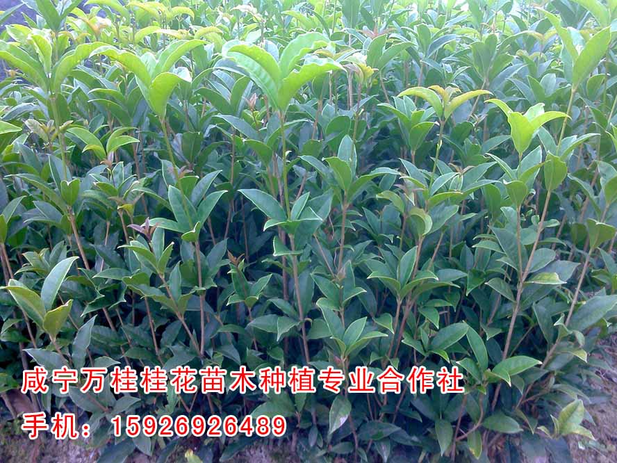 河南桂花二年苗供應(yīng)商【萬(wàn)桂桂花】