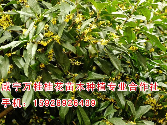 上海7公分桂花種植【萬桂桂花】