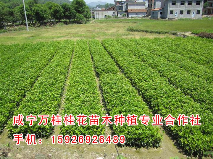 重慶桂花樹苗1年生批發(fā)價格15926926489