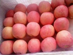 山區(qū)一級(jí)脆甜條紋紅富士蘋果產(chǎn)地市場(chǎng)批發(fā)價(jià)格便宜哪里有