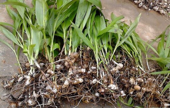 臨汾哪里收購白芨/白芨種植方法