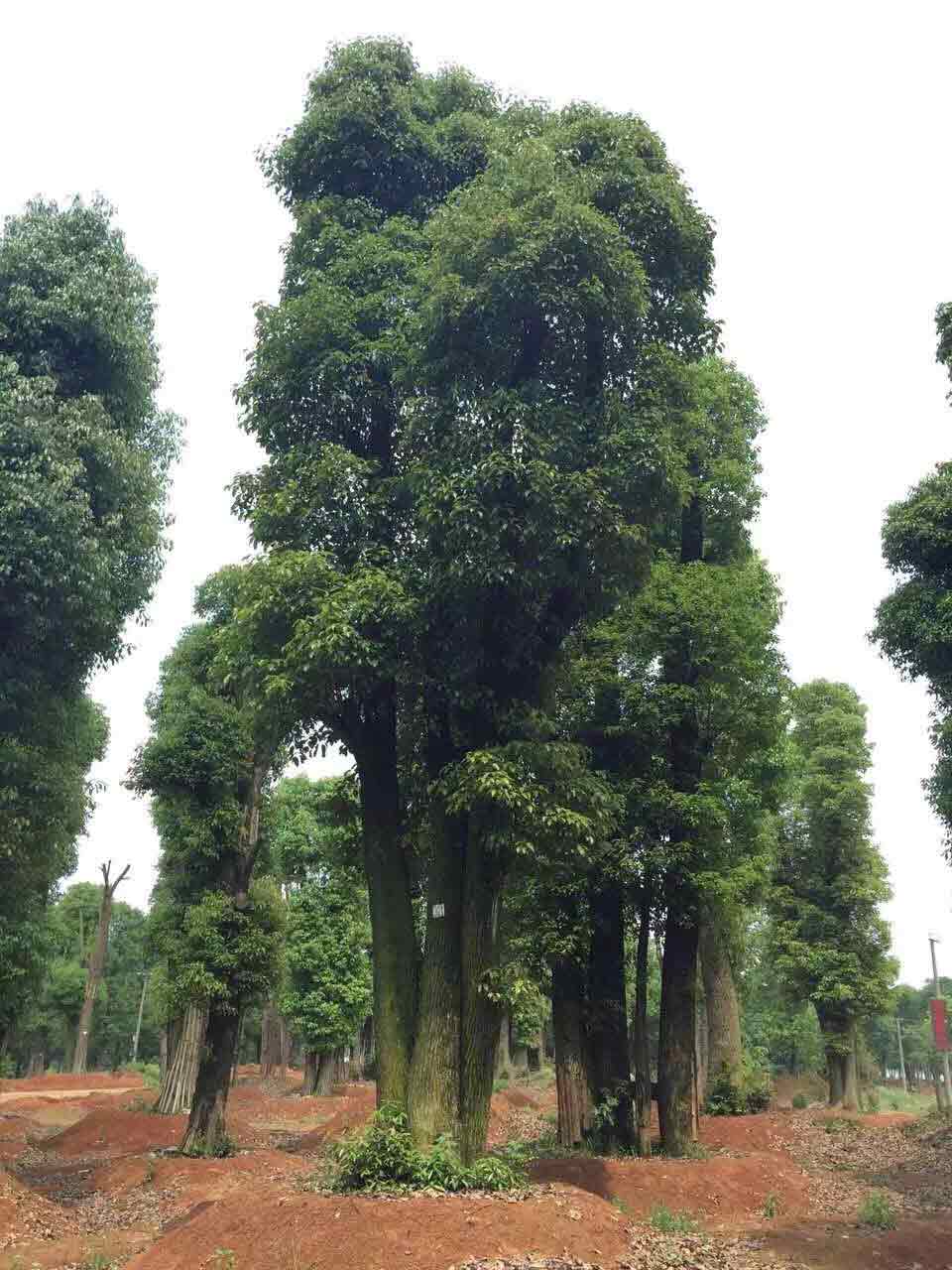 长沙专业香樟佳智苗圃——河北香樟价格