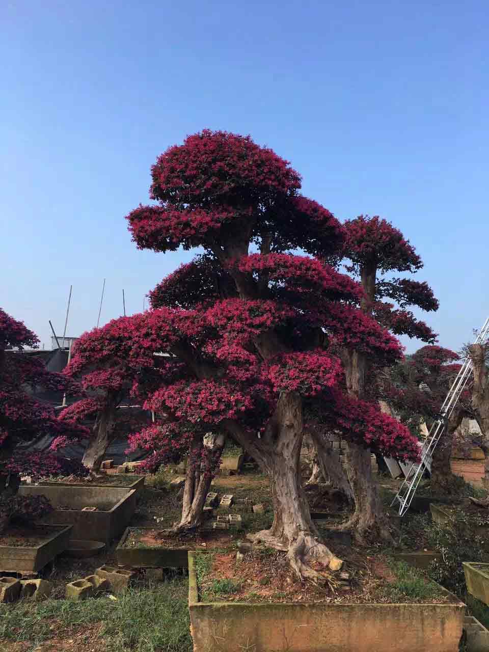 供应造型红花继木桩 浏阳市柏加镇佳智苗圃