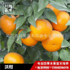 巨峰葡萄苗/簡陽市川簡苗木