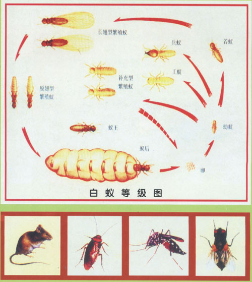 專業(yè)滅四害專家指導(dǎo)