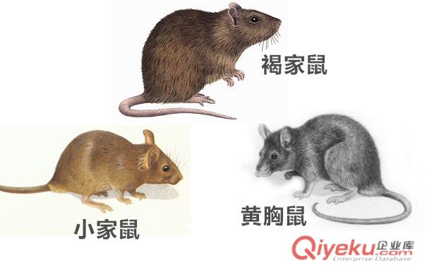 防治老鼠專家教您方法