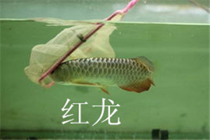 濟(jì)南魚缸定做