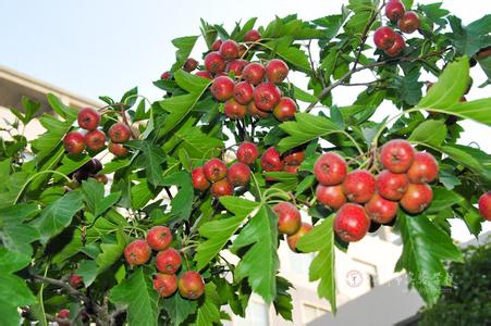 石家莊苗木_紅葉小檗價(jià)格