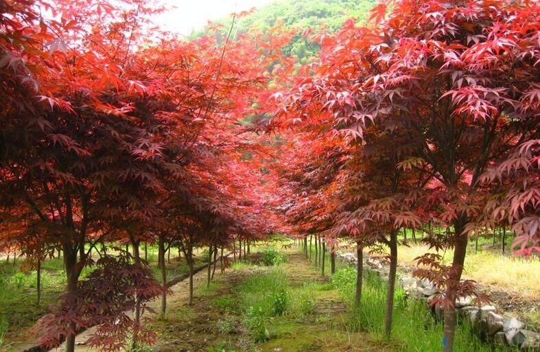 河北苗木基地_石家莊紅楓供應商_紅楓行情