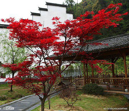 石家莊苗木_石家莊紅楓基地_紅楓批發市場