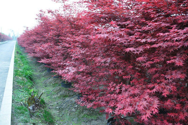 河北苗木基地_石家莊紅楓批發(fā)價格_紅楓多少錢一棵