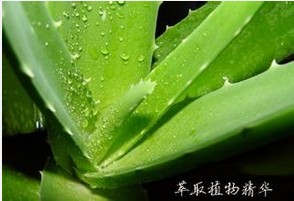 五谷雜糧美容加盟推薦——天津蘆薈面膜加盟