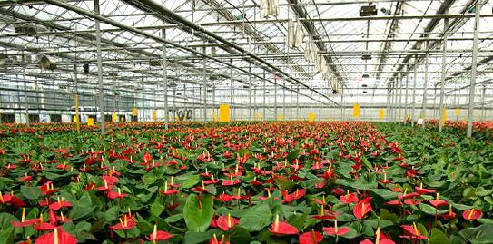 花卉種植溫室建造費(fèi)用——太原花卉種植哪家專業(yè)