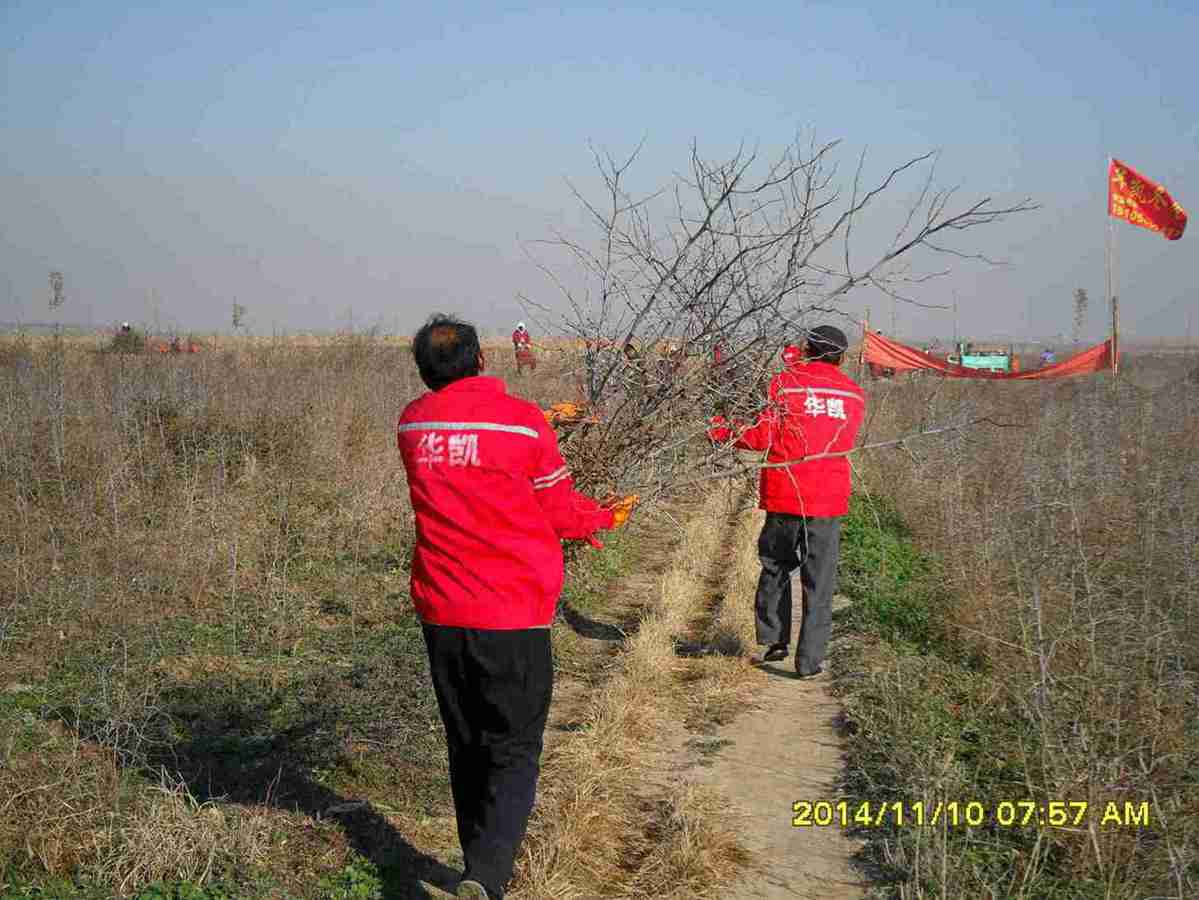 冬枣树苗批发，沾化华凯冬枣苗基地