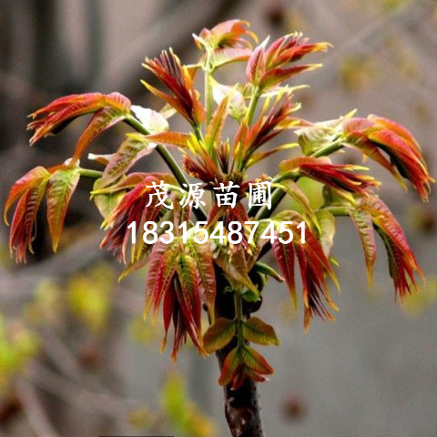 江西大紅袍花椒苗價格/泰安茂源園藝場