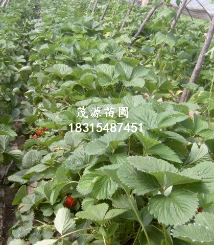 陜西紅油香椿苗基地/茂源園藝場